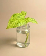 Syngonium Mottled řízek